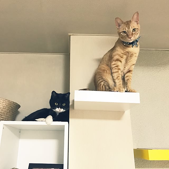 mtkさんの実例写真