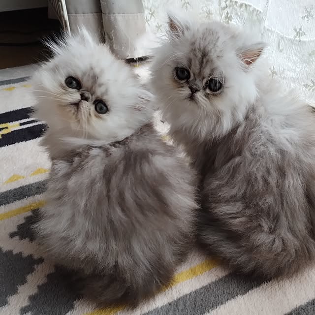 makaronさんの実例写真