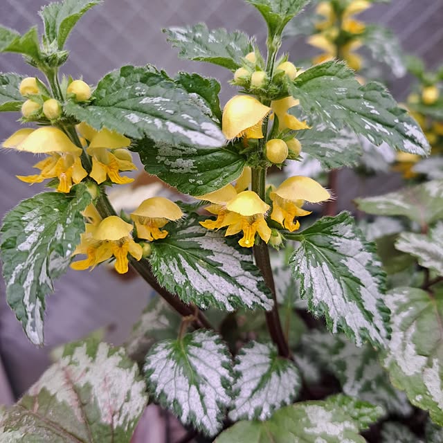 valleさんの部屋