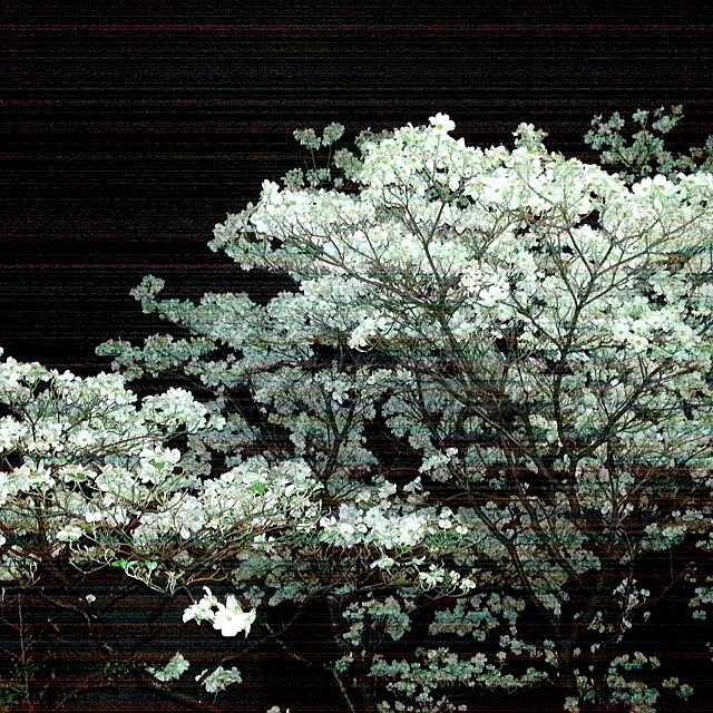 Masakoさんの実例写真