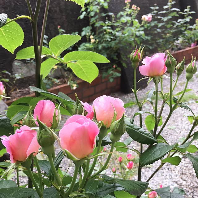 yokoさんの実例写真