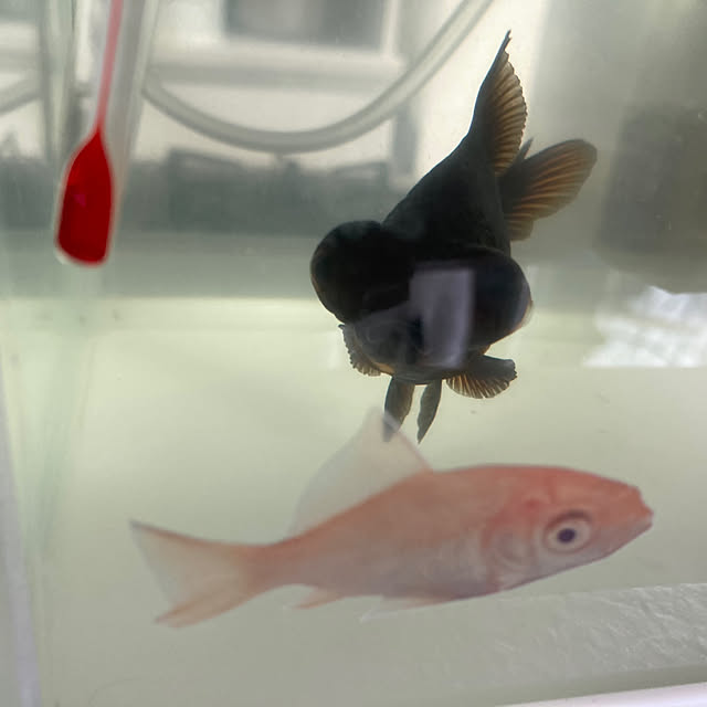 maki_papercraftさんの部屋