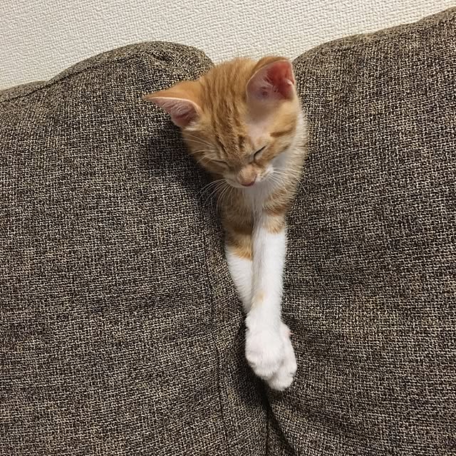 youtoさんの実例写真