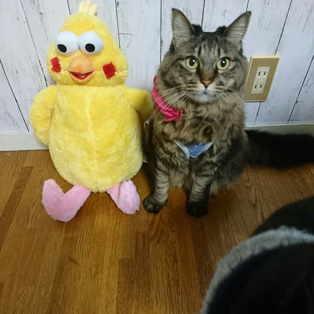 mayu.ariさんの実例写真