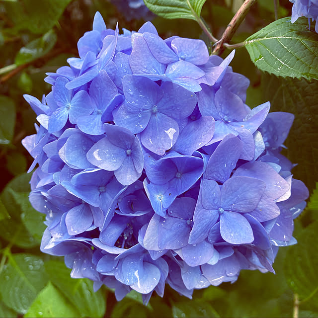 guminさんの実例写真