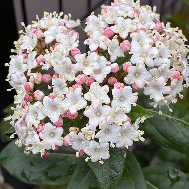 romiromiさんの実例写真