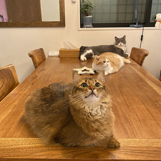 poniさんの実例写真