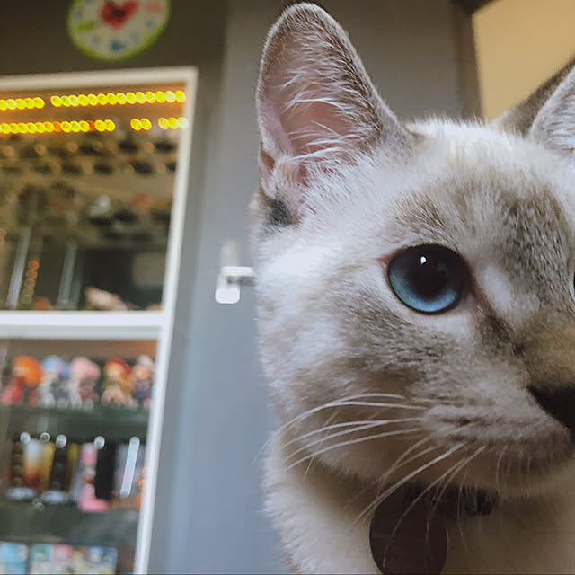 tomoyoさんの実例写真