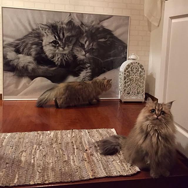 butachanさんの実例写真
