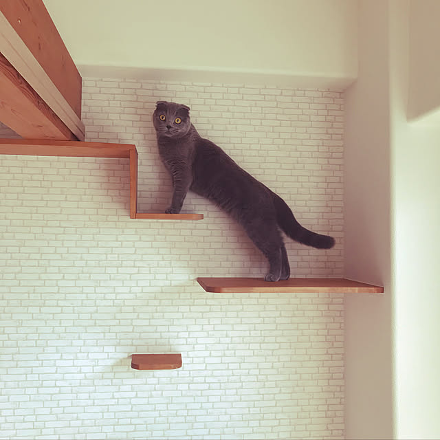 リビング/猫のインテリア実例 - 2019-08-04 10:55:22