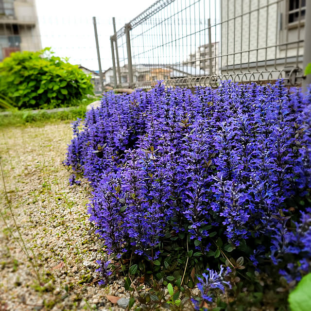 masarinn.さんの実例写真