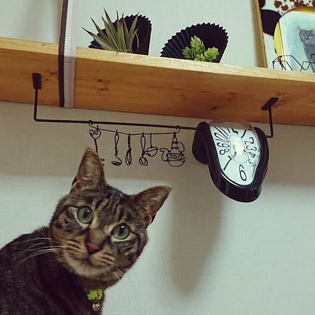 Masamiさんの実例写真