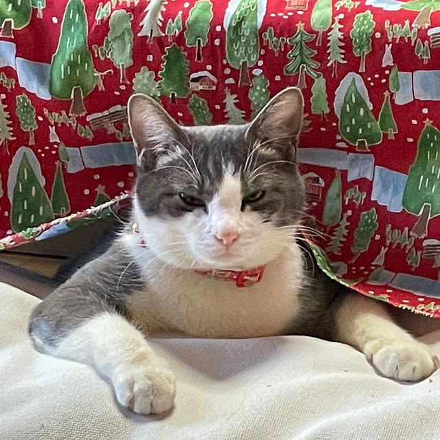nekosamaさんの部屋