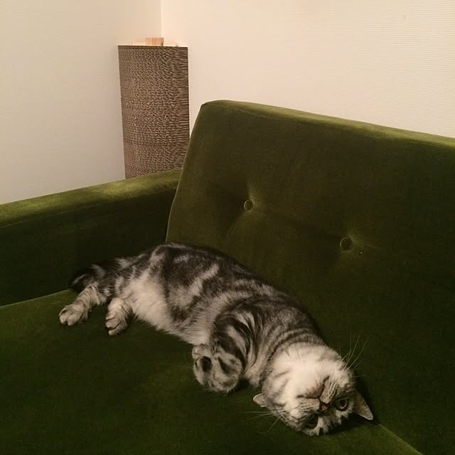 mikomaruさんの実例写真