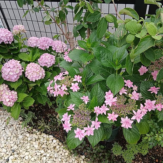 kaanaさんの部屋