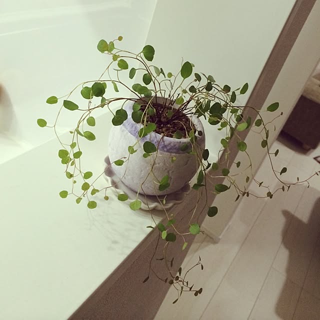 hiRoさんの実例写真