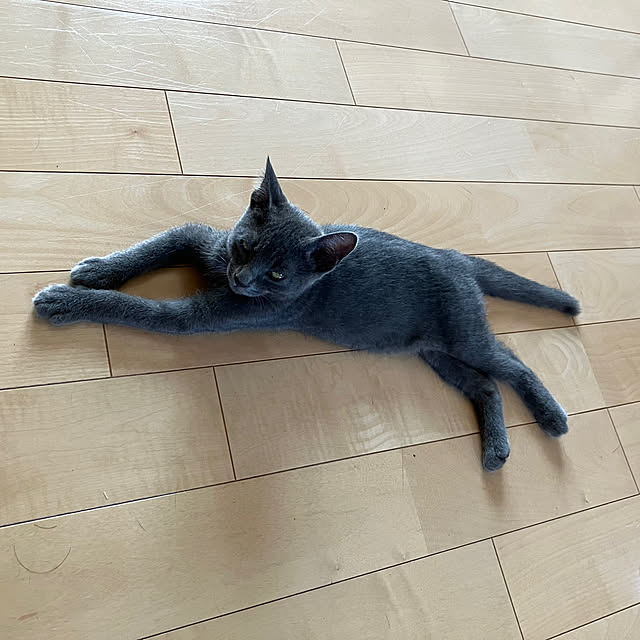 nekoさんの部屋