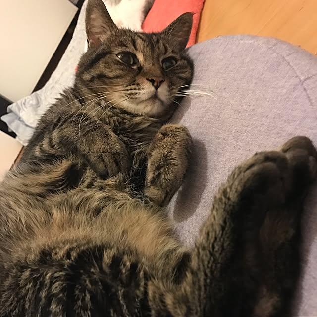 mi-mi-373さんの実例写真