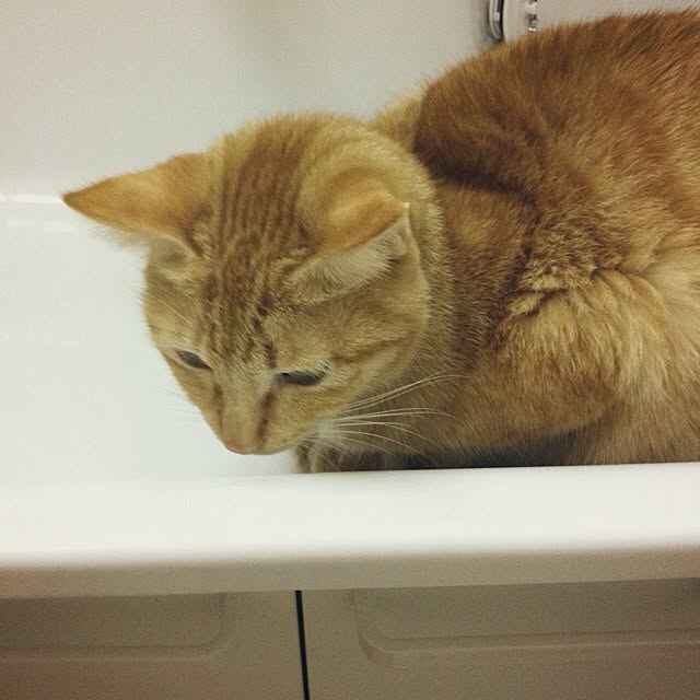 Yasumiさんの実例写真
