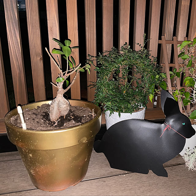 nekosamaさんの実例写真