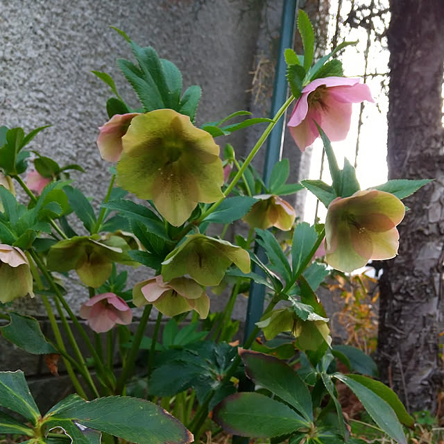 Rさんの実例写真