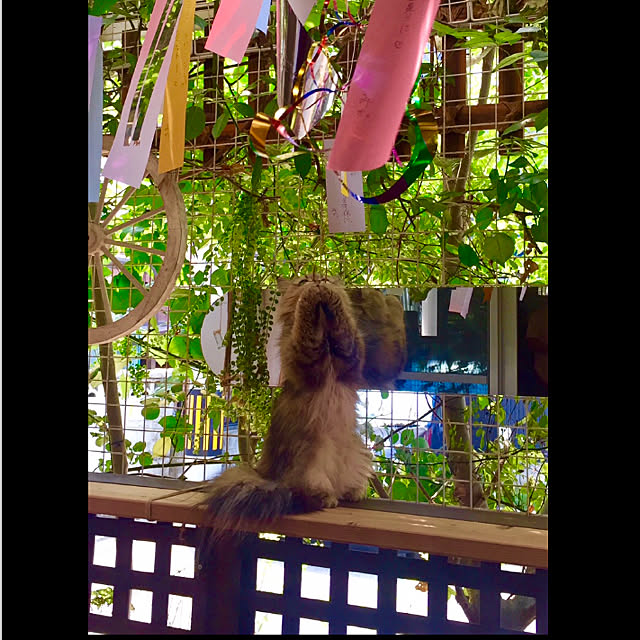 butachanさんの実例写真
