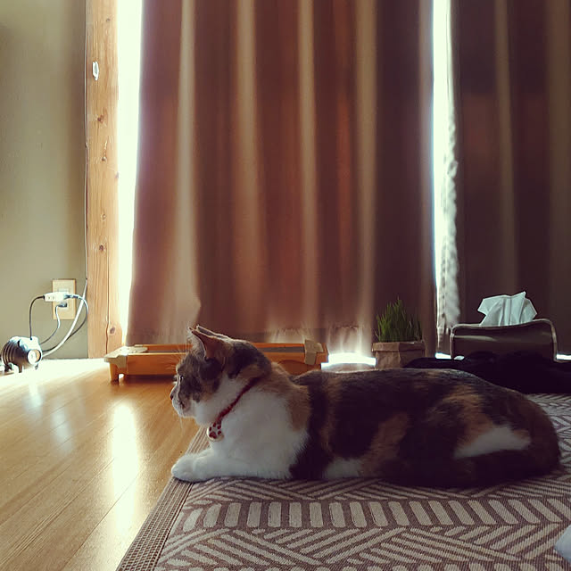 fukuさんの実例写真