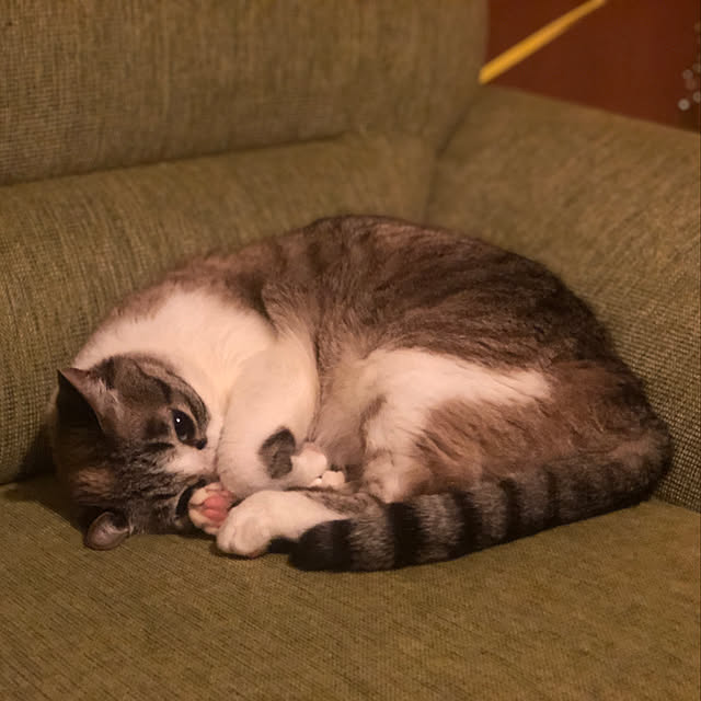 pppさんの実例写真