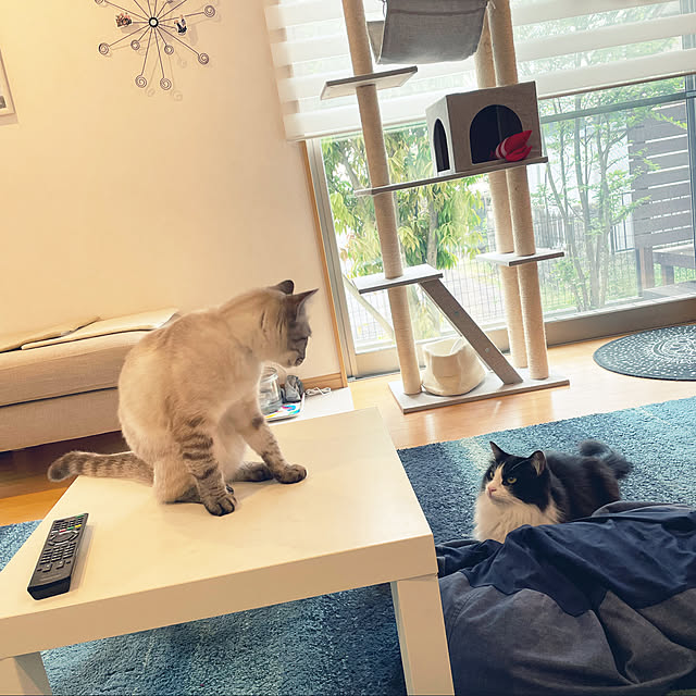yu-さんの実例写真