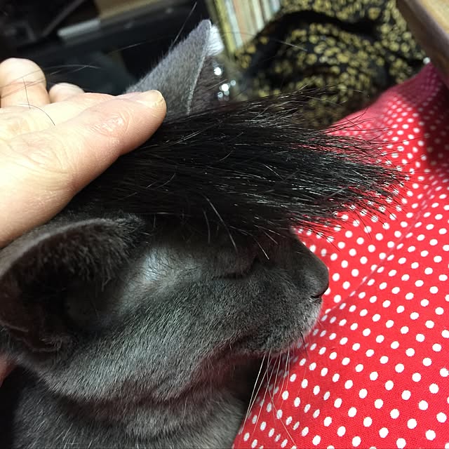akkさんの実例写真
