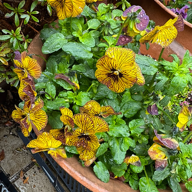 mamizaさんの部屋