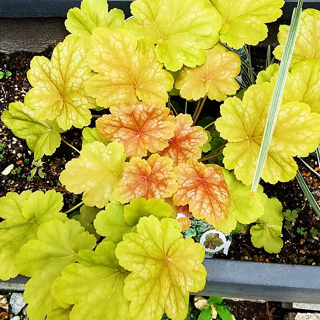 hanano087さんの実例写真