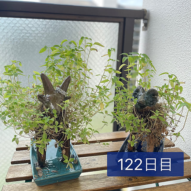 aureaさんの実例写真