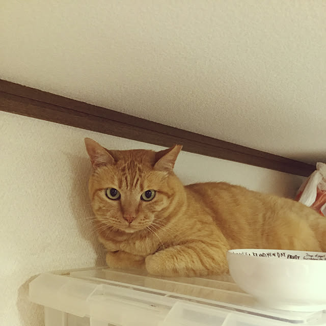 chikaさんの実例写真