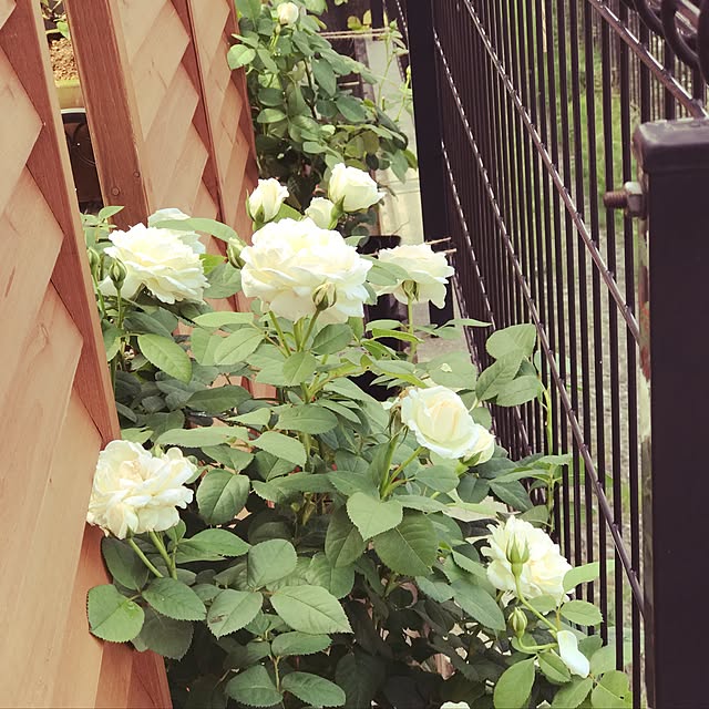 Sachiさんの実例写真
