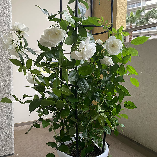 実例写真