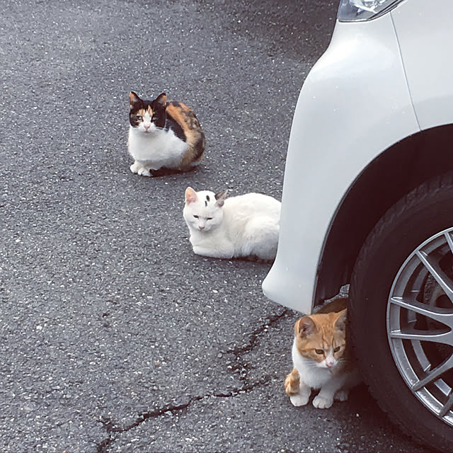 Whiteinteriaさんの実例写真