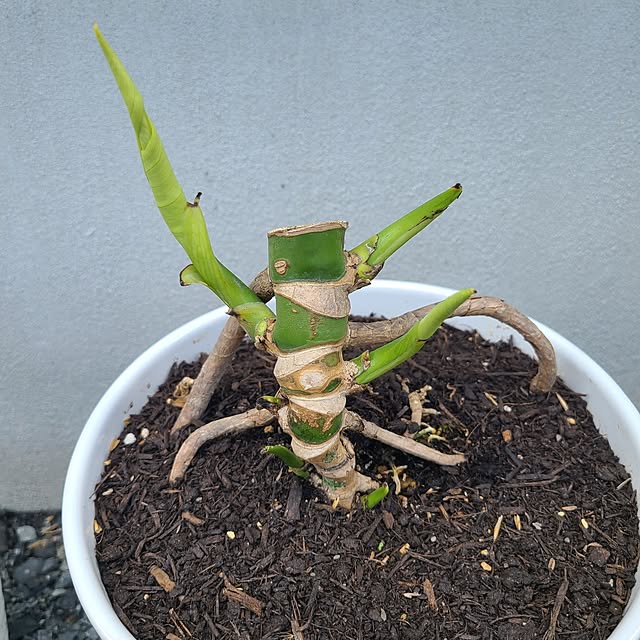 Rubiconさんの部屋