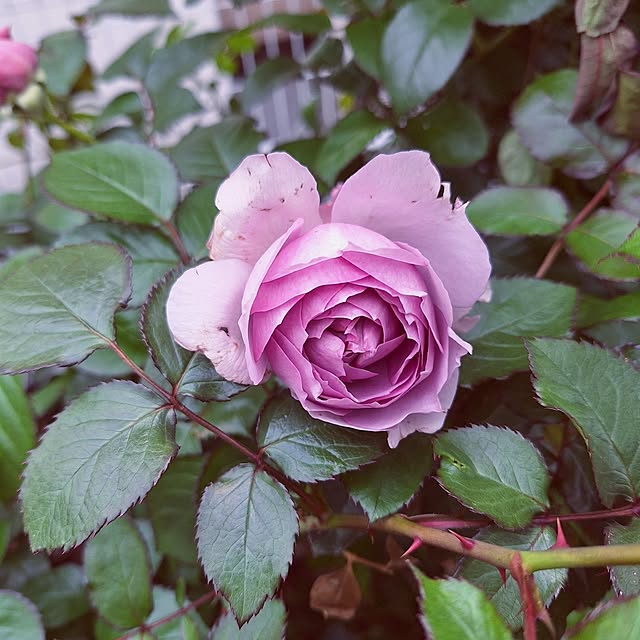 shiori.さんの実例写真