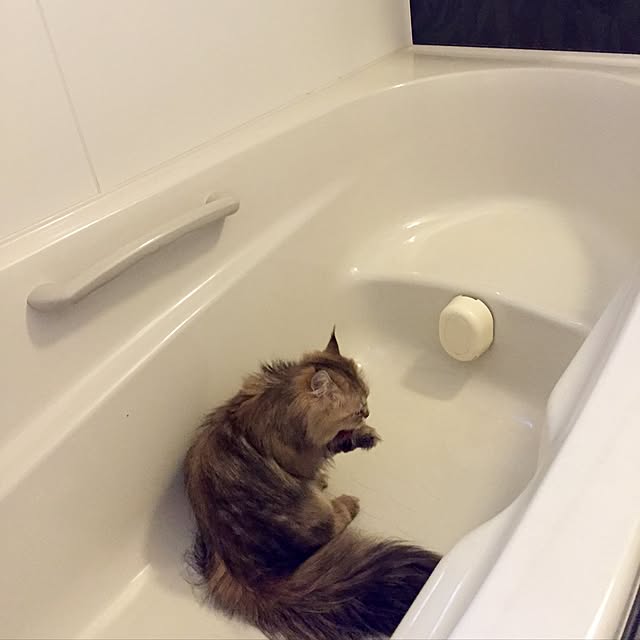 butachanさんの実例写真