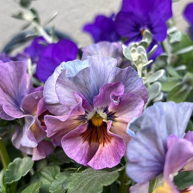 negichanさんの部屋