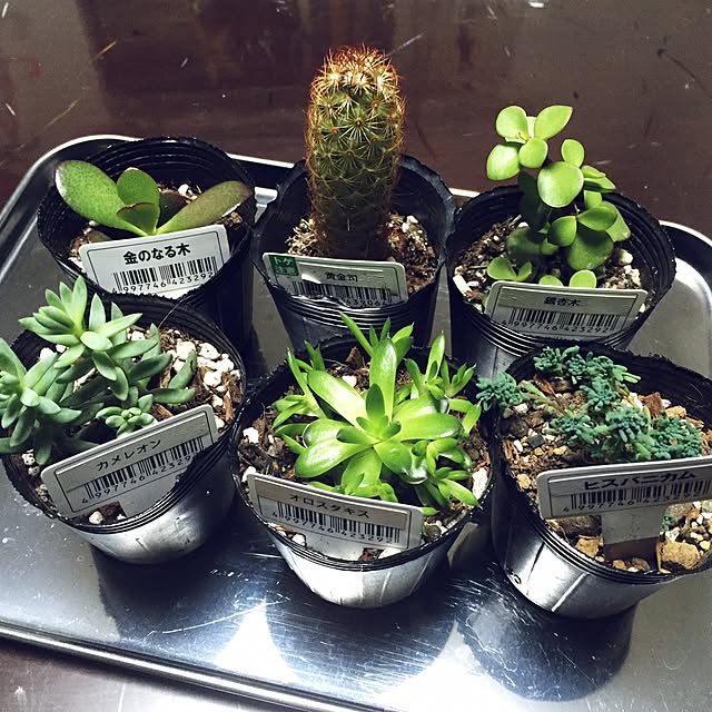 ecoさんの実例写真