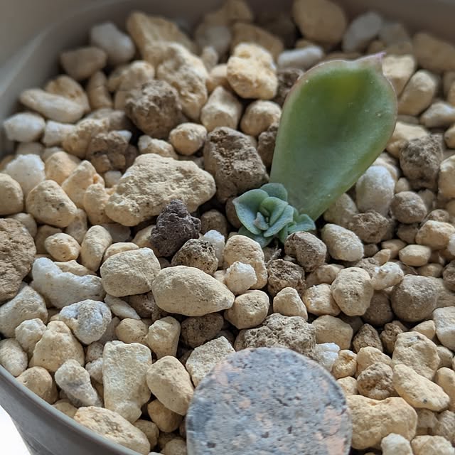 mi-saさんの部屋