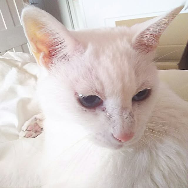 sakuraさんの実例写真