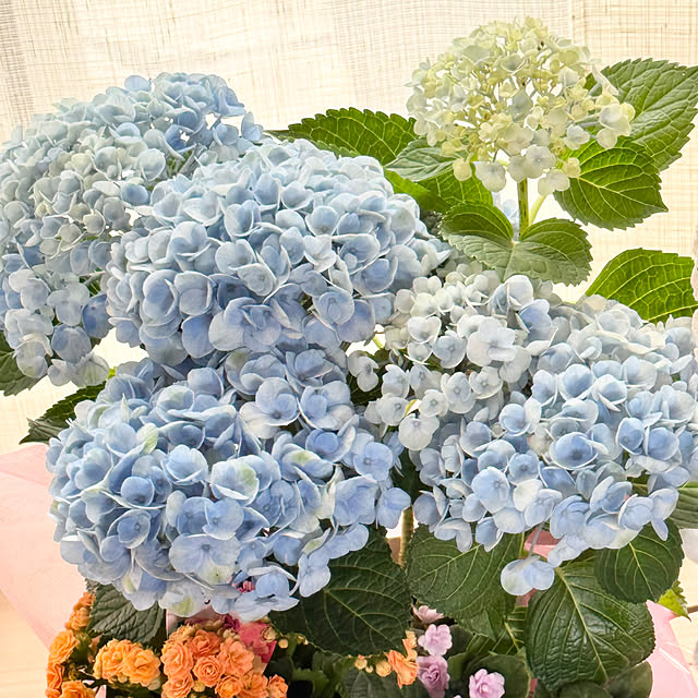 Chigusaさんの部屋