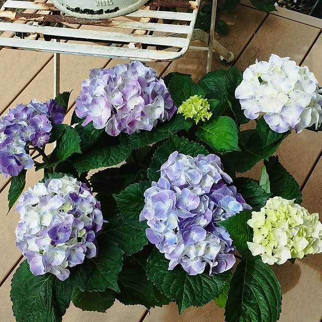 showさんの部屋