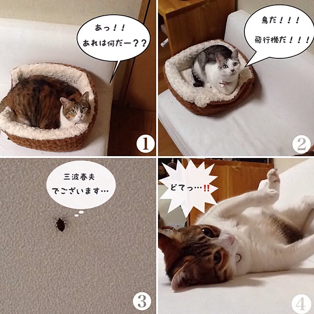 Mikaさんの実例写真