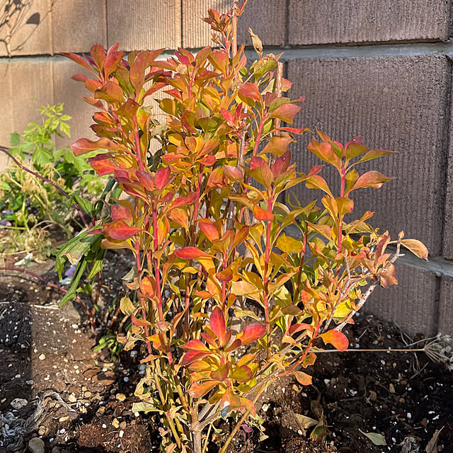 ronronさんの部屋