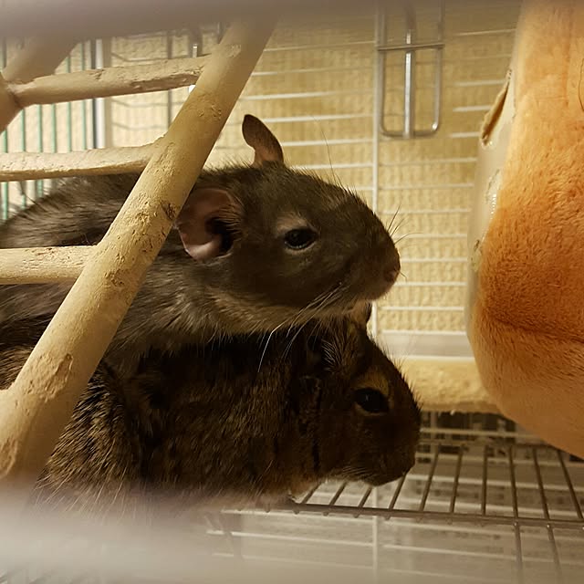 peryryさんの実例写真