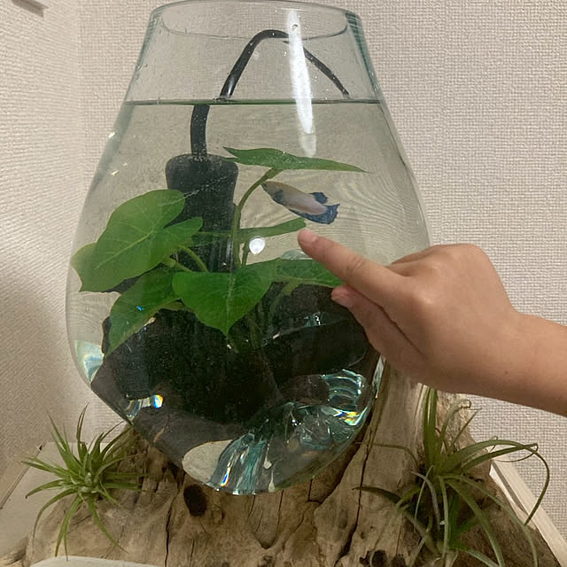 melodyさんの実例写真